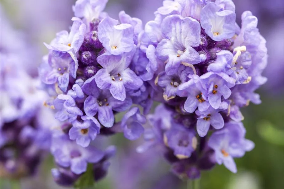 Lavendel 'Ellagance Purple' 9 x 9 cm Topf 0,5 Liter