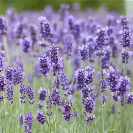 Lavendel 'Hidcot.Blue'