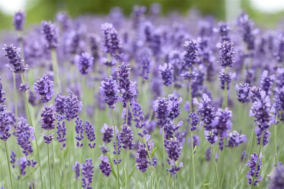 Tiefviolettblühender Lavendel 'Hidcote Blue' 3 Liter Topf