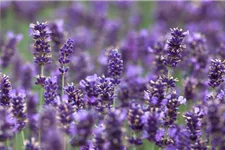 Tiefviolettblühender Lavendel 'Hidcote Blue' 3 Liter Topf