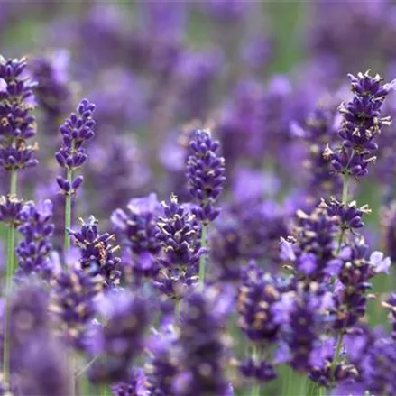 Echter Lavendel 'Hidcote Compact'