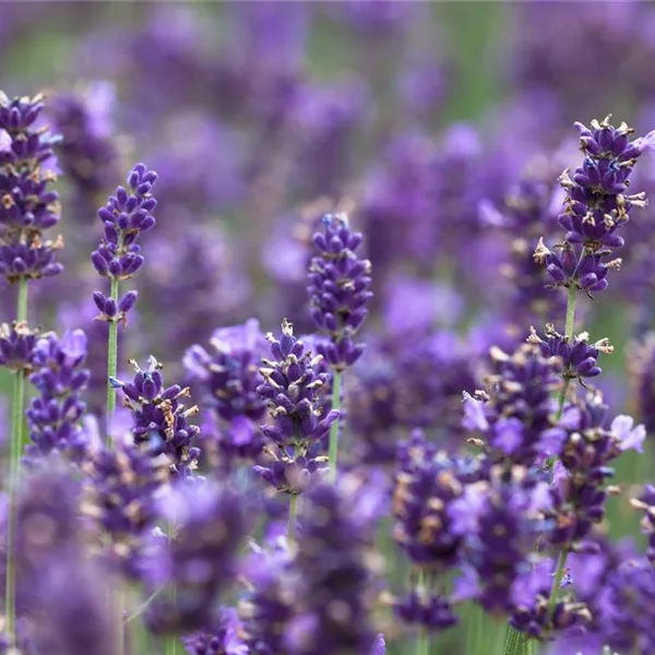 Echter Lavendel 'Hidcote Compact'