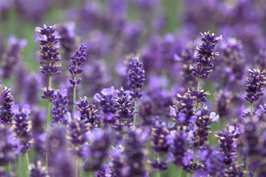 Tiefviolettblühender Lavendel 'Hidcote Blue' 3 Liter Topf