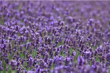 Tiefviolettblühender Lavendel 'Hidcote Blue' 3 Liter Topf