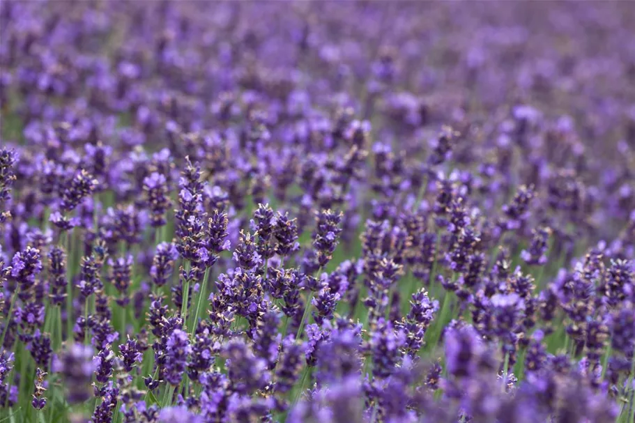 Tiefviolettblühender Lavendel 'Hidcote Blue' 3 Liter Topf