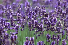 Tiefviolettblühender Lavendel 'Hidcote Blue' 3 Liter Topf