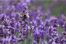 Tiefviolettblühender Lavendel 'Hidcote Blue' 3 Liter Topf