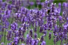 Tiefviolettblühender Lavendel 'Hidcote Blue' 3 Liter Topf