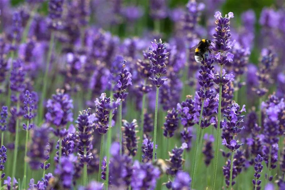 Tiefviolettblühender Lavendel 'Hidcote Blue' 3 Liter Topf