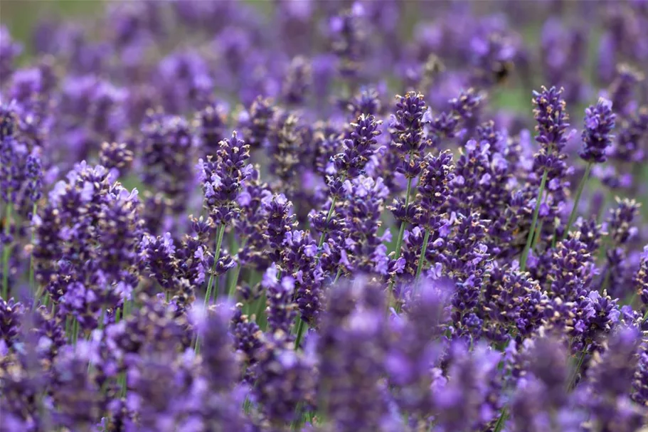 Tiefviolettblühender Lavendel 'Hidcote Blue' 3 Liter Topf