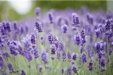 Tiefviolettblühender Lavendel 'Hidcote Blue' 3 Liter Topf