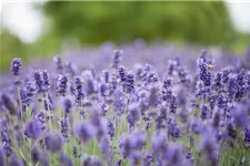 Tiefviolettblühender Lavendel 'Hidcote Blue' 3 Liter Topf