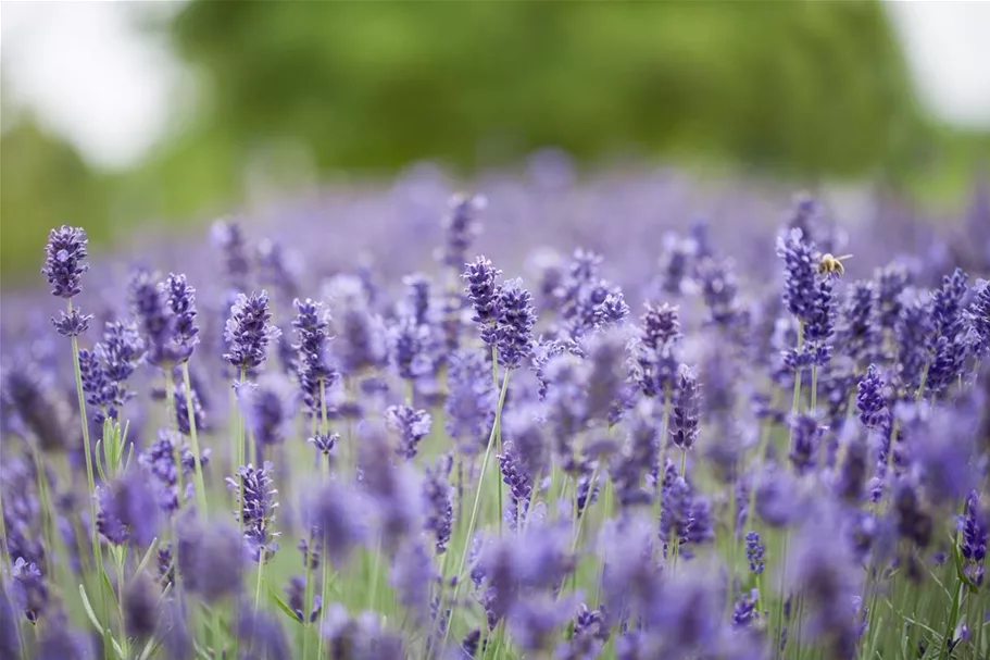 Tiefviolettblühender Lavendel 'Hidcote Blue' 3 Liter Topf