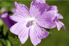 Malva moschata 'Rosea' 9 x 9 cm Topf 0,5 Liter 