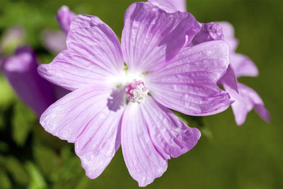 Malva moschata 'Rosea' 9 x 9 cm Topf 0,5 Liter 