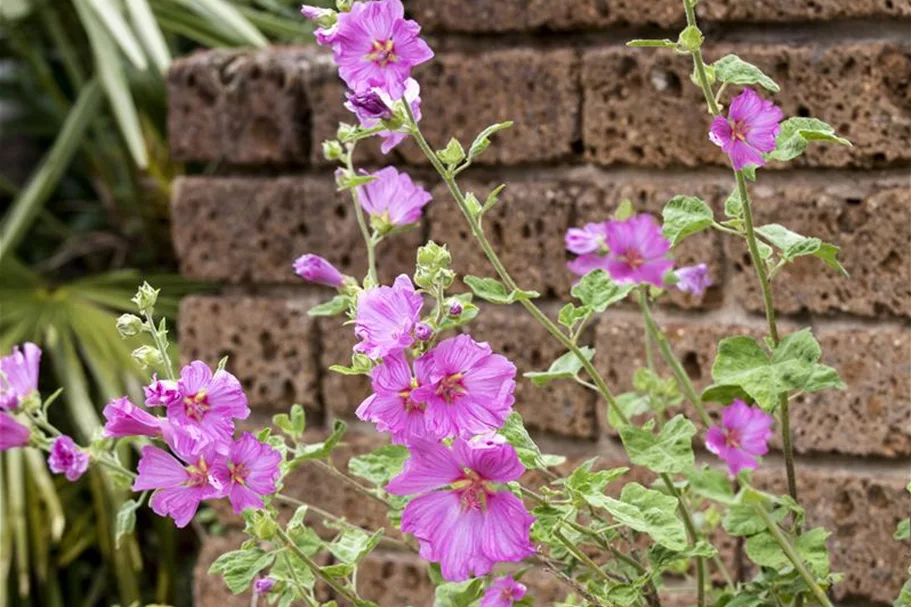 Malva moschata 'Rosea' 9 x 9 cm Topf 0,5 Liter 