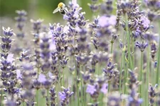 Blauviolettblühender Lavendel 'Munstead' 1 Liter Topf