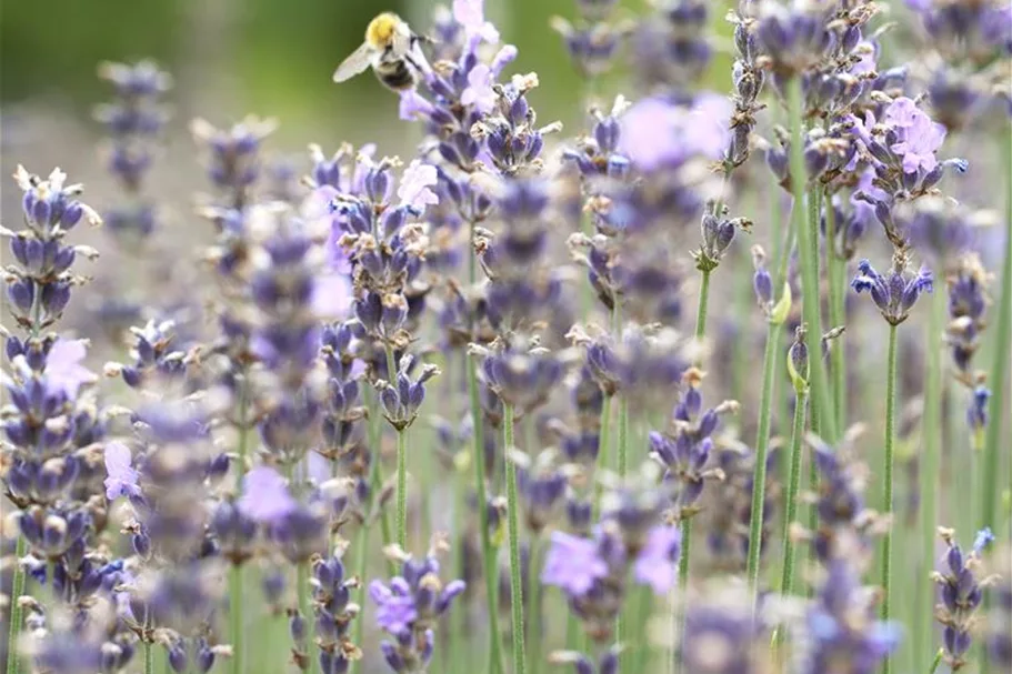 Blauviolettblühender Lavendel 'Munstead' 1 Liter Topf