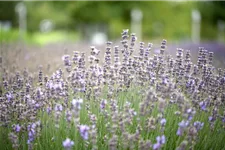 Blauviolettblühender Lavendel 'Munstead' 1 Liter Topf