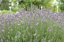 Blauviolettblühender Lavendel 'Munstead' 1 Liter Topf