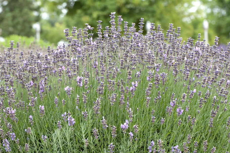 Blauviolettblühender Lavendel 'Munstead' 1 Liter Topf