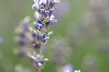 Blauviolettblühender Lavendel 'Munstead' 1 Liter Topf