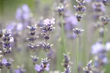 Blauviolettblühender Lavendel 'Munstead' 1 Liter Topf