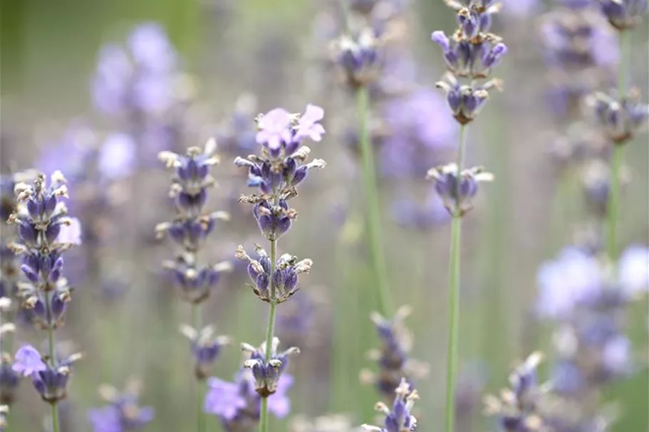 Blauviolettblühender Lavendel 'Munstead' 1 Liter Topf