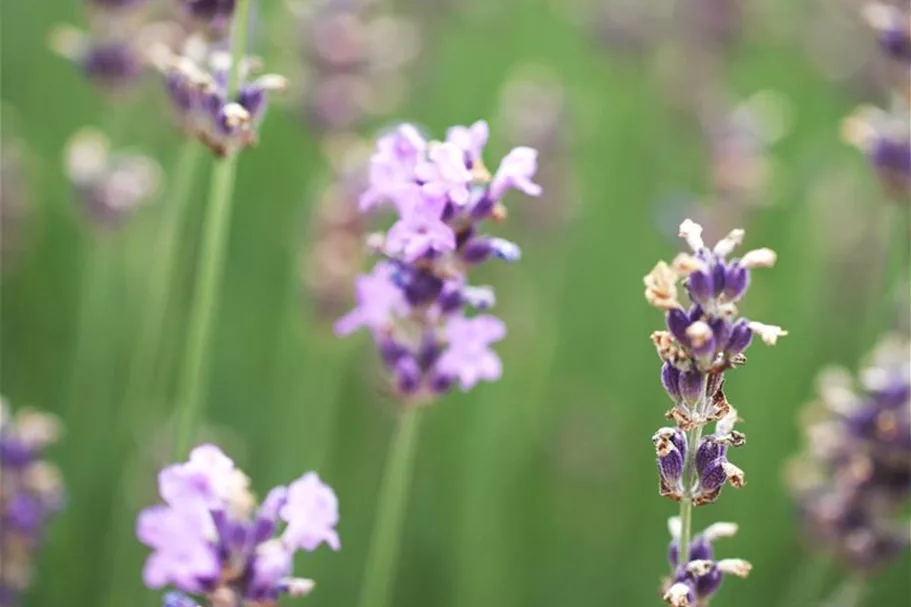 Blauviolettblühender Lavendel 'Munstead' 1 Liter Topf