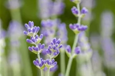 Blauviolettblühender Lavendel 'Munstead' 1 Liter Topf