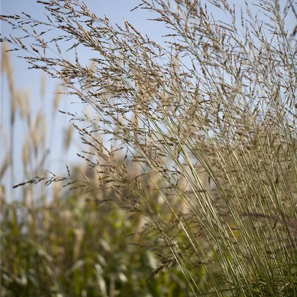 Hohes Pfeifengras 'Windspiel'