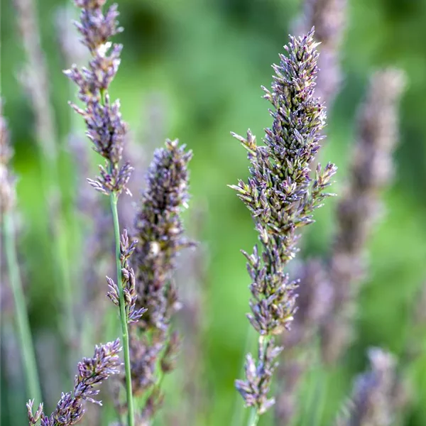 Kleines Pfeifengras 'Moorhexe'