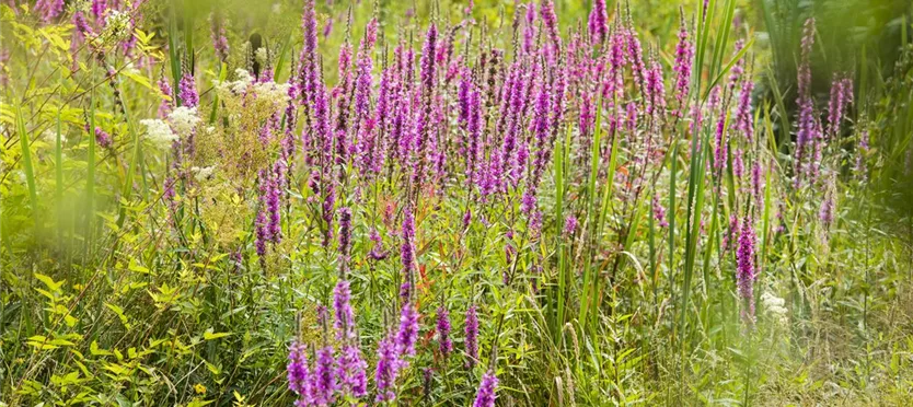 Lythrum salicaria