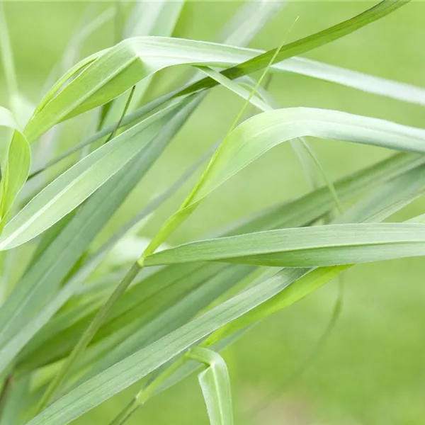 Rotbraune Ruten-Hirse 'Hänse Herms'