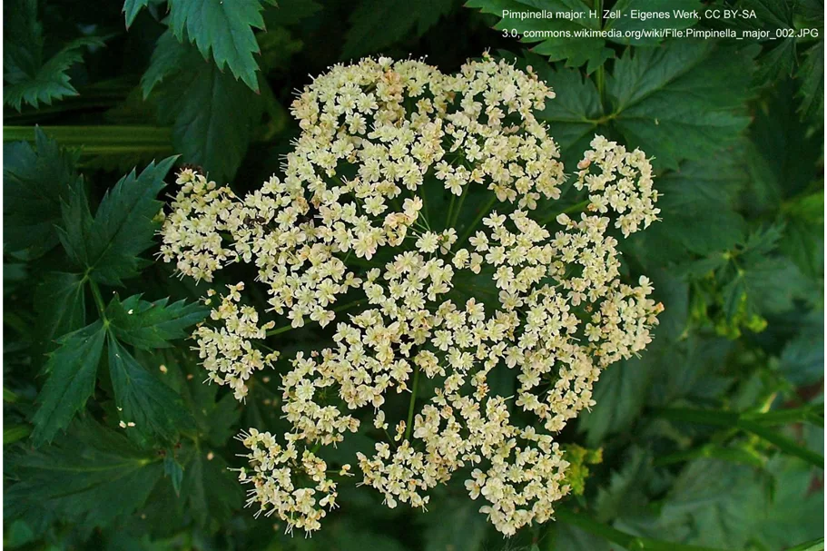 Große Pimpinelle (Bibernelle) 9x9 cm Wildstaude - ab Frühjahr 2025 wieder hier erhältlich!