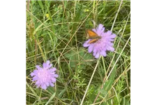 Wiesen-Witwenblume 9x9 cm Wildstaude