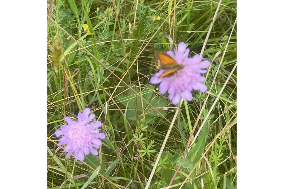 Wiesen-Witwenblume 9x9 cm Wildstaude