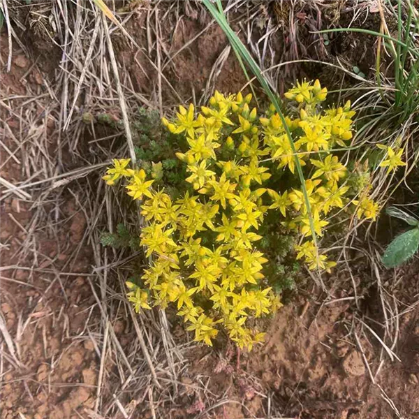 Scharfer Mauerpfeffer