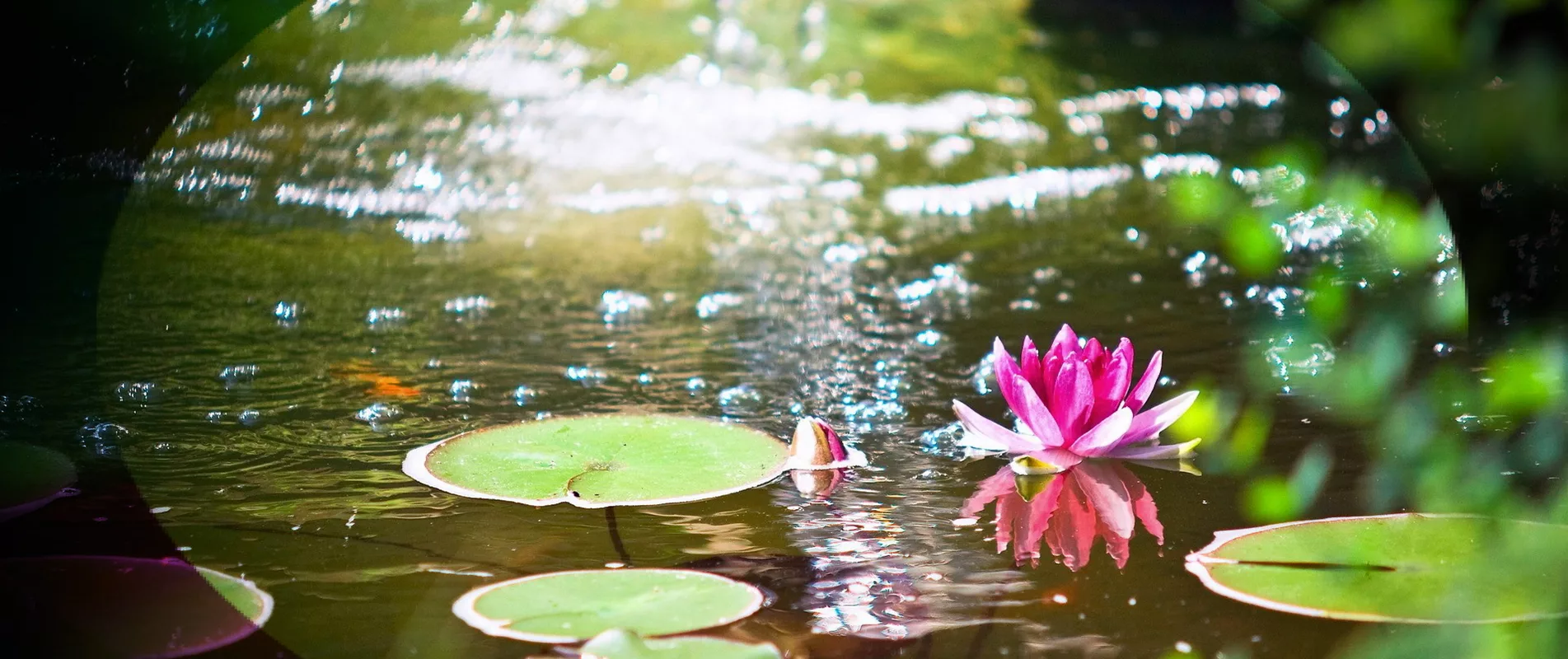 ...Ein Gartenteich.