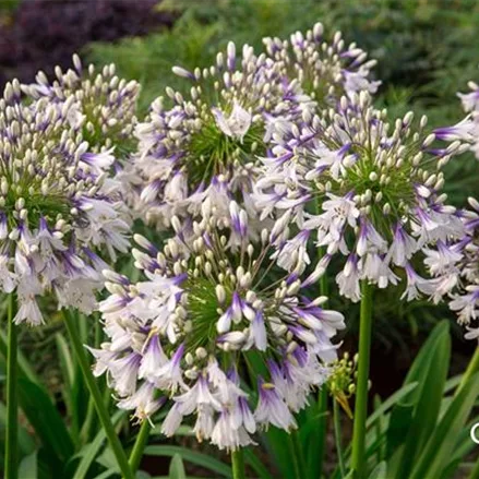 Afrika-Schmucklilie 'Fireworks'