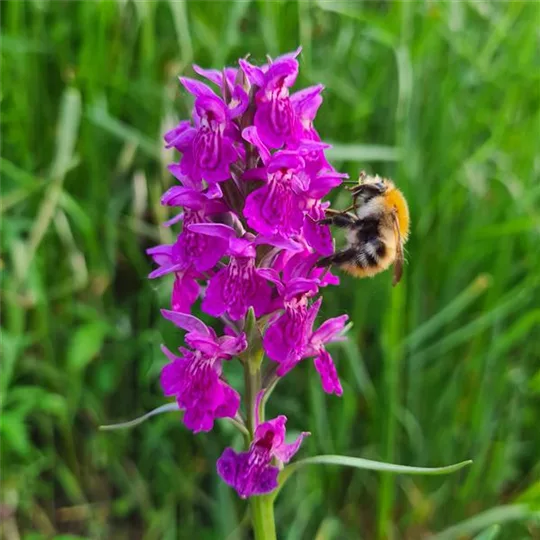 Knabenkraut Dactylorhiza Hybride Foliorella