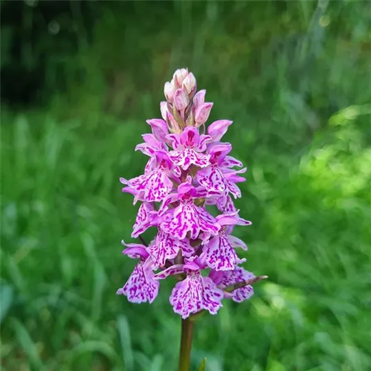 Knabenkraut Dactylorhiza maculata ssp. podesta x foliosa