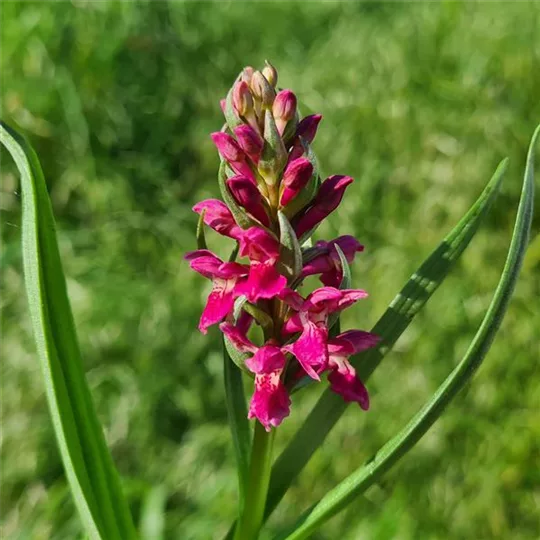 Knabenkraut Dactylorhiza incarnata ssp. coccinea