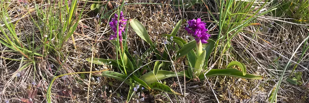 Geschütztes Knabenkraut am Naturstandort