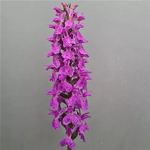 Knabenkraut elata - Freilandorchidee 