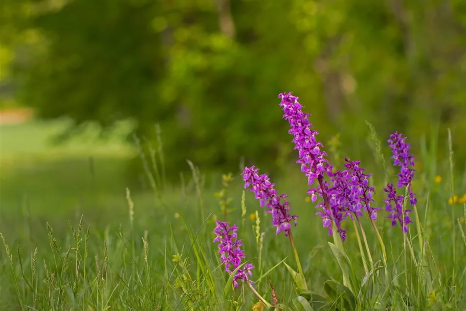 Knabenkraut elata - Freilandorchidee 1 kräftige, blühstarke Knolle