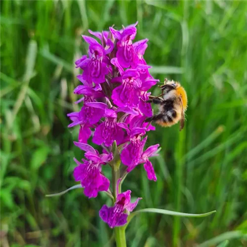 Knabenkraut Foliorella - Freilandorchidee