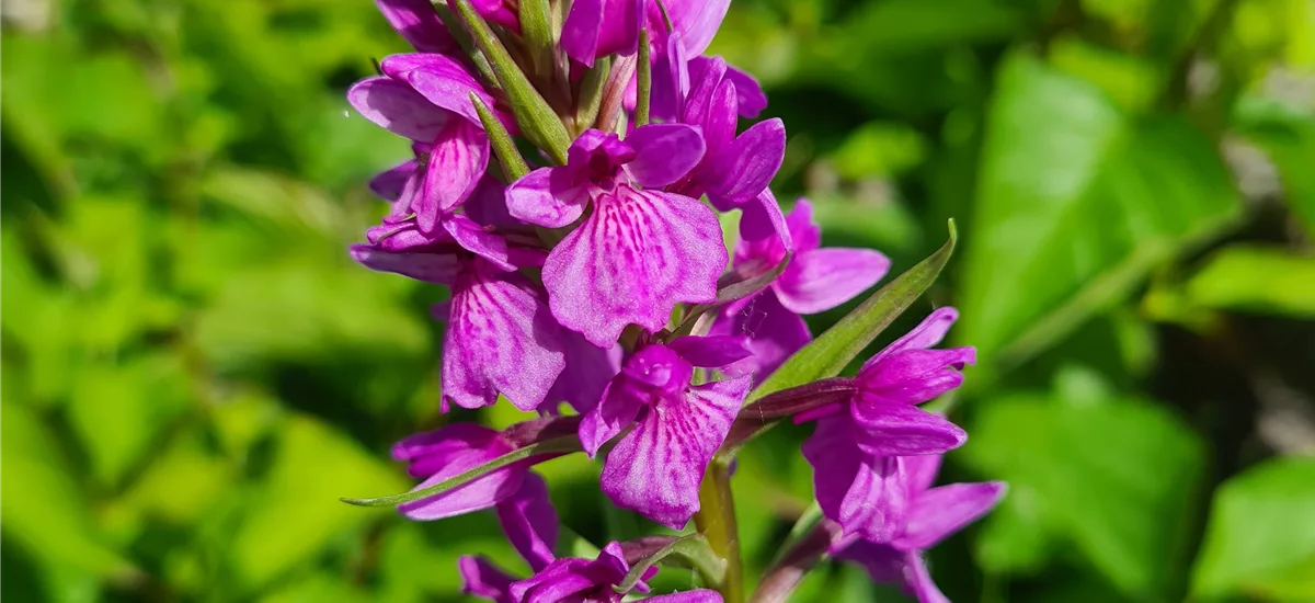 Knabenkraut foliosa - Freilandorchidee 1 kräftige, blühstarke Knolle