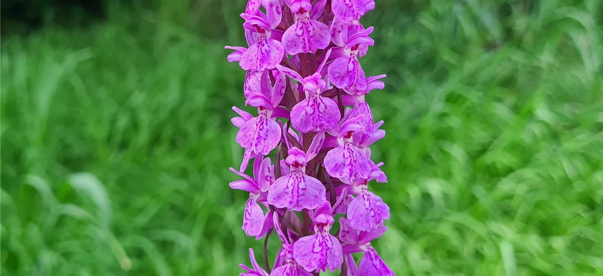 Knabenkraut foliosa Hybride - Freilandorchidee 1 kräftige, blühstarke Knolle