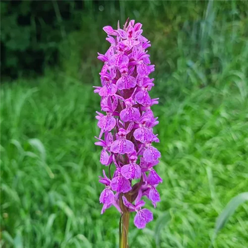 Knabenkraut foliosa Hybride - Freilandorchidee 